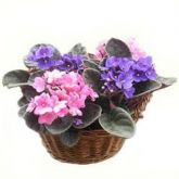 CESTA DE VIOLETAS